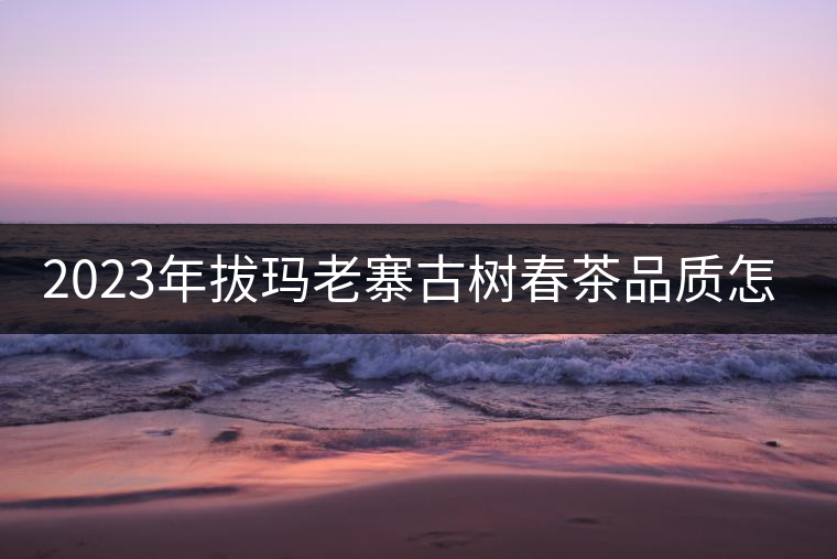 2023年拔瑪老寨古樹春茶品質(zhì)怎么樣？