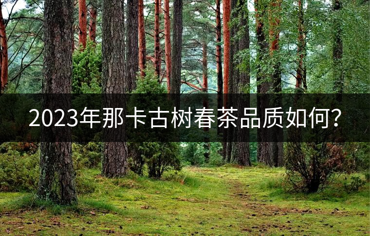 2023年那卡古樹春茶品質(zhì)如何？