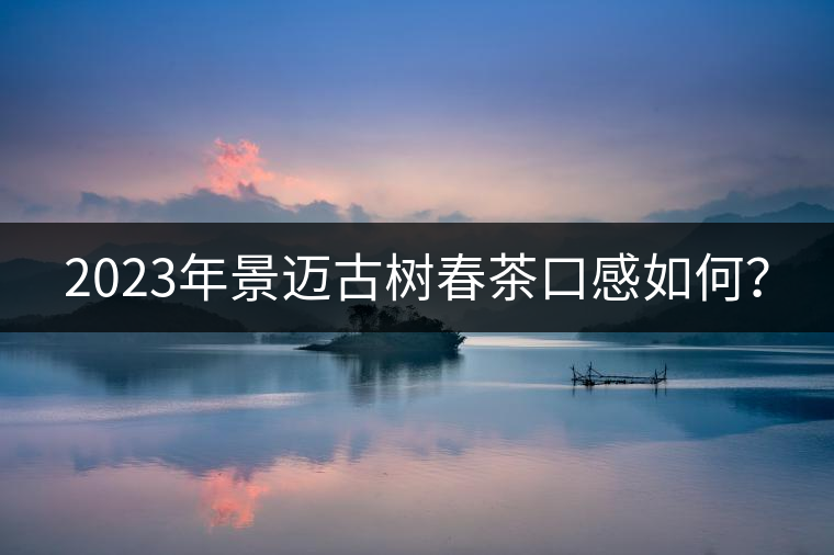 2023年景邁古樹春茶口感如何？