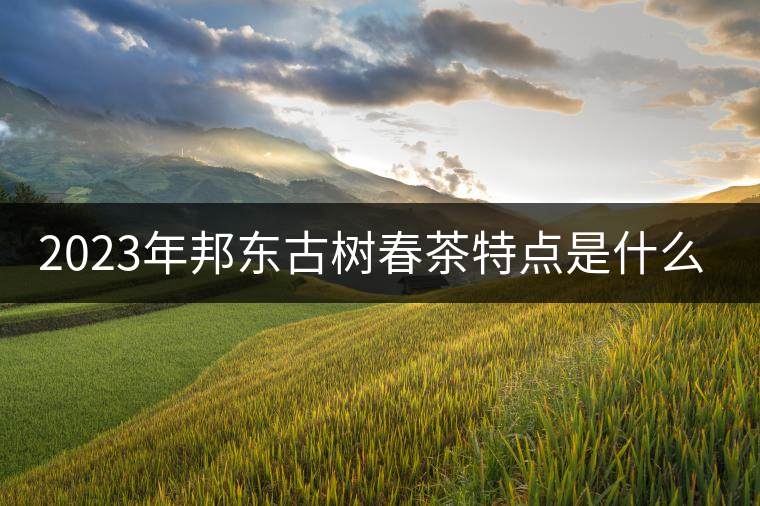 2023年邦東古樹(shù)春茶特點(diǎn)是什么？