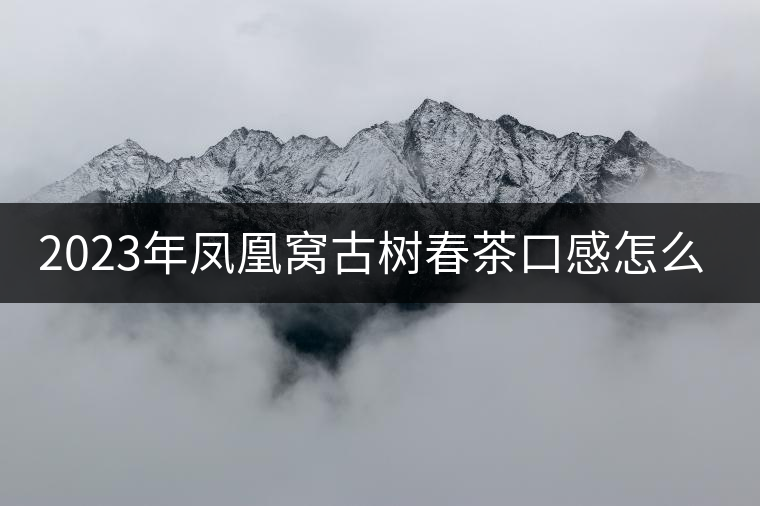 2023年鳳凰窩古樹春茶口感怎么樣？
