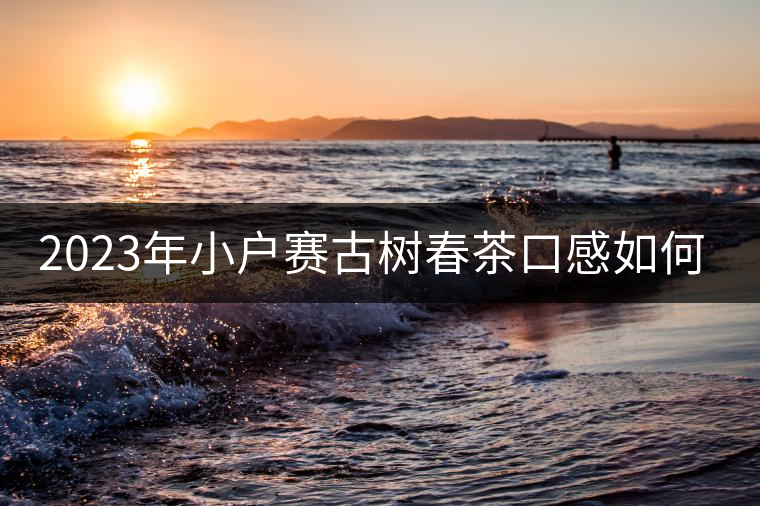 2023年小戶賽古樹春茶口感如何？