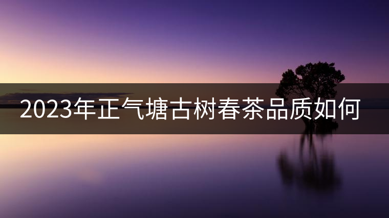 2023年正氣塘古樹春茶品質(zhì)如何？