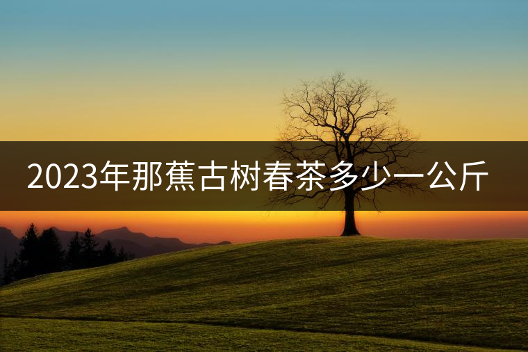 2023年那蕉古樹(shù)春茶多少一公斤？