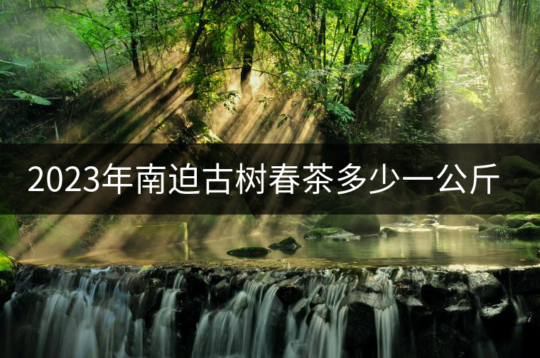 2023年南迫古樹春茶多少一公斤？