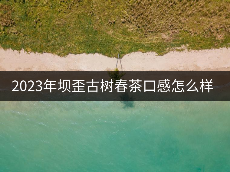 2023年壩歪古樹春茶口感怎么樣？