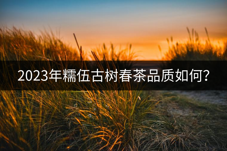 2023年糯伍古樹春茶品質(zhì)如何？