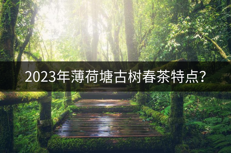 2023年薄荷塘古樹(shù)春茶特點(diǎn)？
