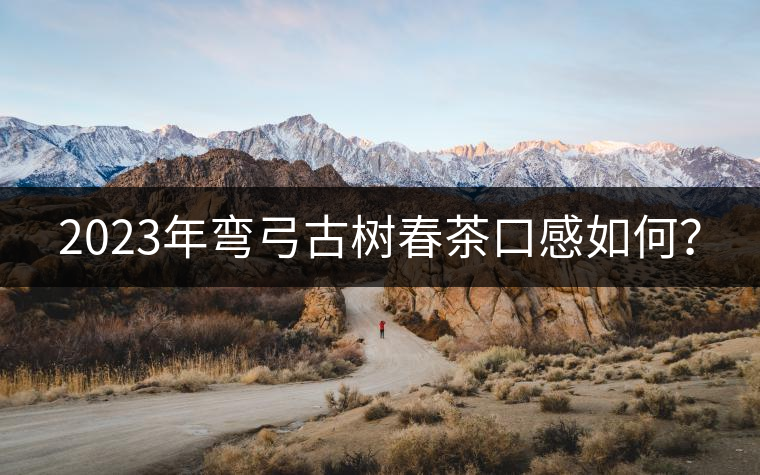 2023年彎弓古樹春茶口感如何？