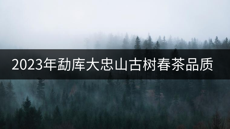 2023年勐庫(kù)大忠山古樹(shù)春茶品質(zhì)怎么樣？