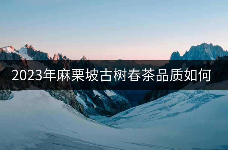 2023年麻栗坡古樹春茶品質(zhì)如何？