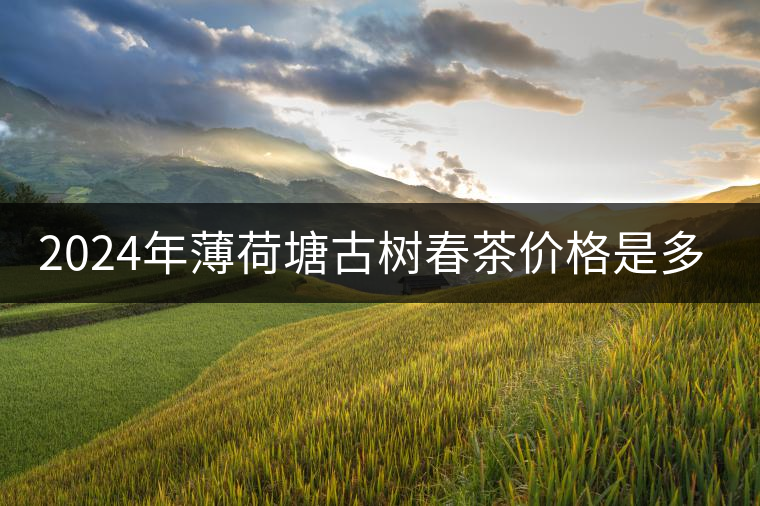 2024年薄荷塘古樹春茶價格是多少？