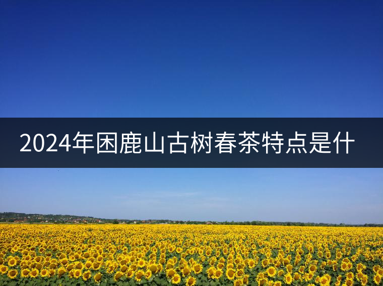 2024年困鹿山古樹春茶特點(diǎn)是什么？