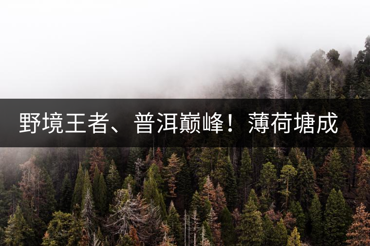 野境王者、普洱巔峰！薄荷塘成為普洱無冕之王的十大原因