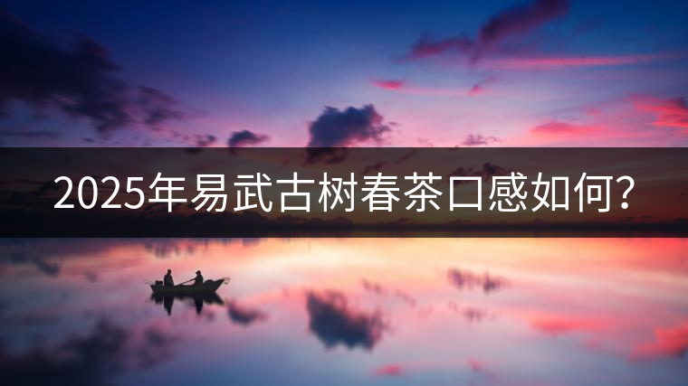 2025年易武古樹春茶口感如何？