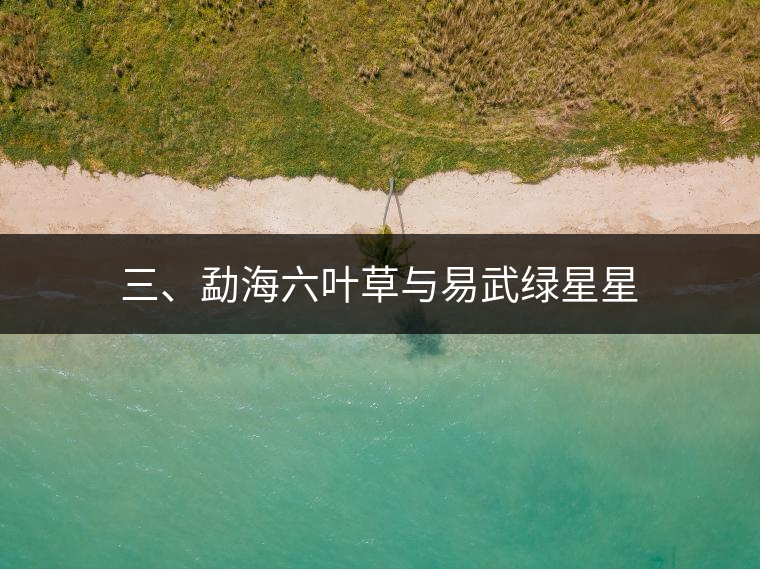 三、勐海六葉草與易武綠星星