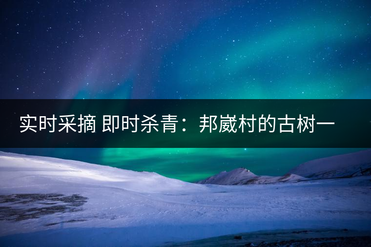 實(shí)時(shí)采摘 即時(shí)殺青：邦崴村的古樹(shù)一般都比較高大，我今年爬到10米高的樹(shù)梢上拍茶農(nóng)采茶，一顆完整的古樹(shù)頭春茶的采摘需要6-7個(gè)婦女花半個(gè)小時(shí)共同完成，鮮葉才下來(lái)以后要及時(shí)殺青，才能保證茶葉后期的鮮爽感。