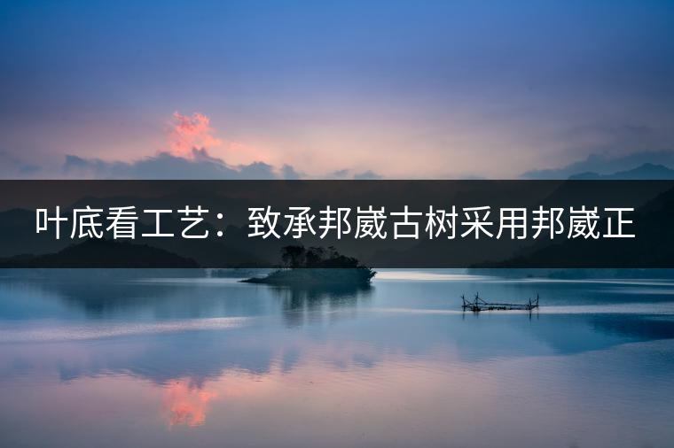 葉底看工藝：致承邦崴古樹(shù)采用邦崴正山三百至五百年古茶樹(shù)頭春鮮葉。經(jīng)手工殺青，石墨壓制，餅型周正，嚴(yán)守傳統(tǒng)工藝；葉底鮮活，幾乎無(wú)糊點(diǎn)，前期殺青較輕，這樣更利于后期轉(zhuǎn)化。