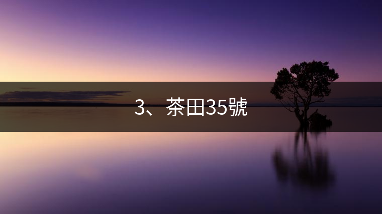 3、茶田35號
