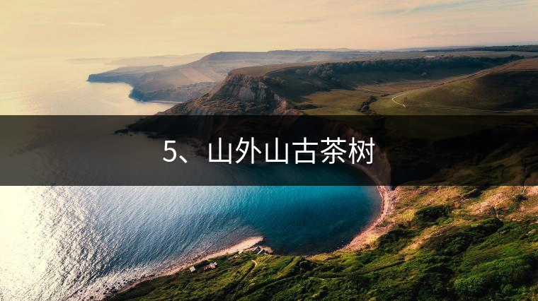 5、山外山古茶樹