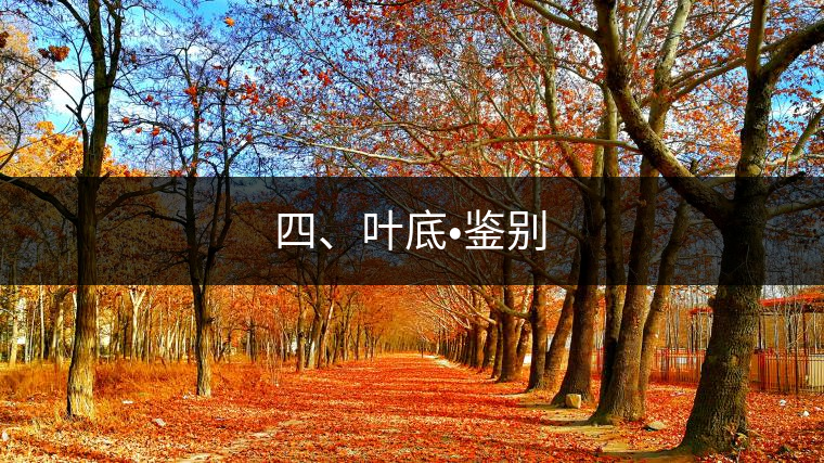 四、葉底?鑒別