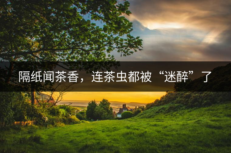 隔紙聞茶香，連茶蟲都被“迷醉”了