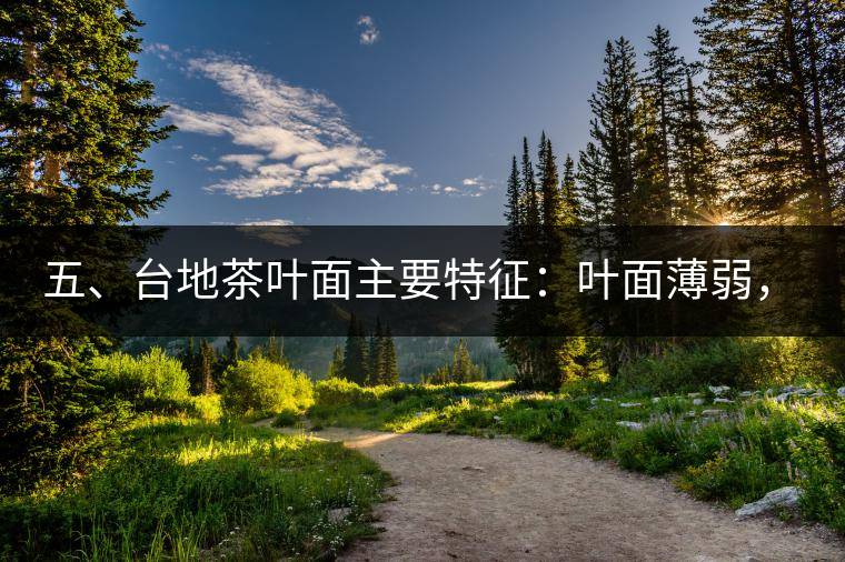 五、臺(tái)地茶葉面主要特征：葉面薄弱，如薄紙易折;沖泡之后無(wú)力恢復(fù)彈性，甚至多次沖泡也不能展開(kāi)，葉子愈薄愈差。