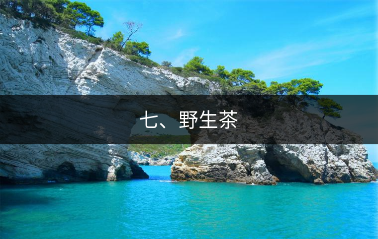 七、野生茶