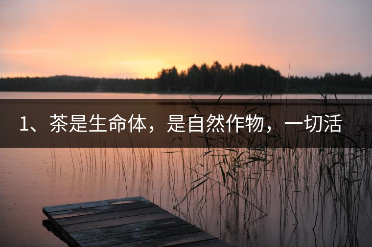 1、茶是生命體，是自然作物，一切活動(dòng)受自然規(guī)律影響。