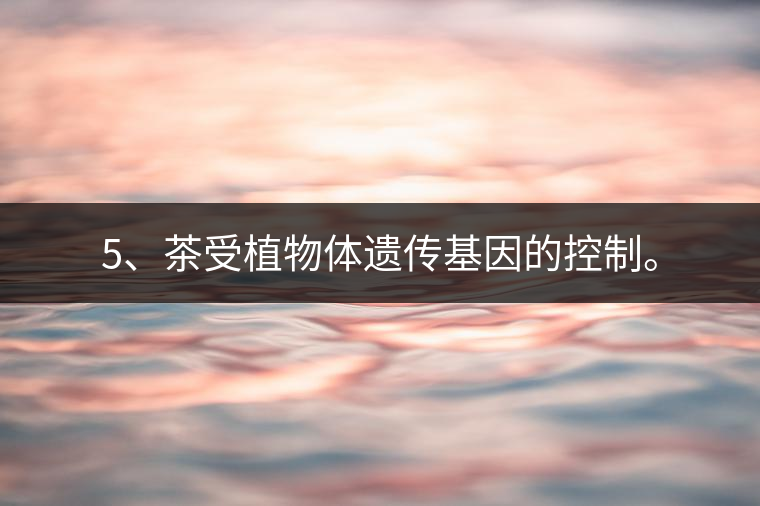5、茶受植物體遺傳基因的控制。