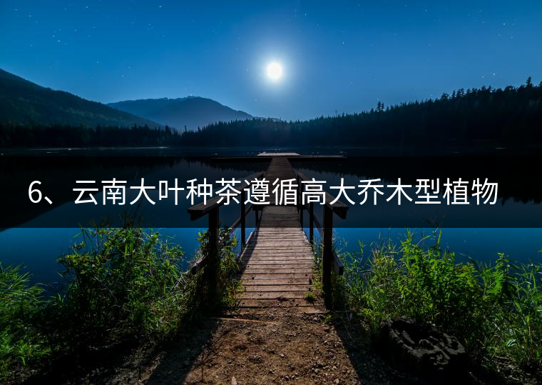 6、云南大葉種茶遵循高大喬木型植物的普遍規(guī)律。