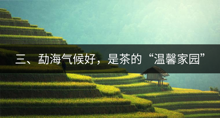 三、勐海氣候好，是茶的“溫馨家園”