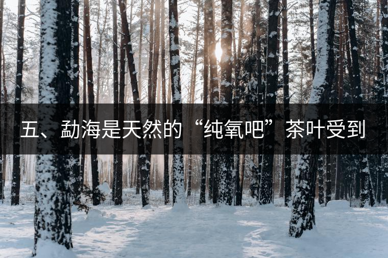 五、勐海是天然的“純氧吧”茶葉受到很好的潤(rùn)澤