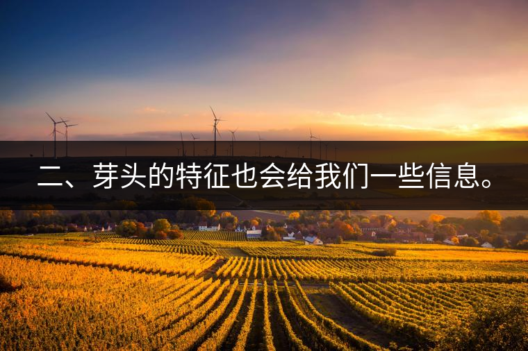 二、芽頭的特征也會(huì)給我們一些信息。