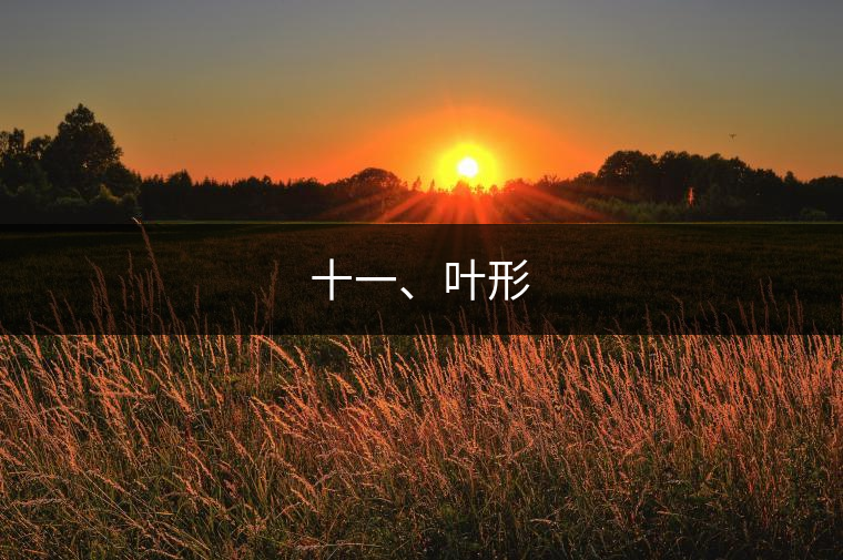 十一、葉形