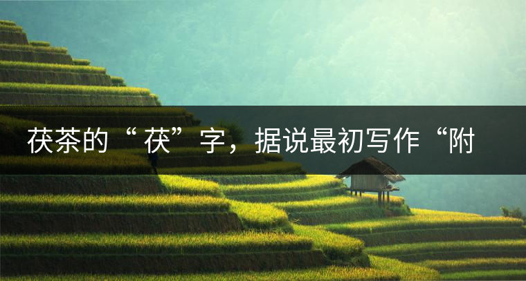 茯茶的“ 茯”字，據(jù)說(shuō)最初寫(xiě)作“附”，意思就是非“正”品，次等貨。茯磚茶選料多用質(zhì)地很老的茶葉，加上茶梗與枝葉拼配。陳化后，性溫，有著獨(dú)特的營(yíng)養(yǎng)價(jià)值，更有助于幫助消化去膩。有些時(shí)候，茶傳播也有尷尬的時(shí)候，今天中原大地流行喝陳茶的時(shí)候，這個(gè)地方卻開(kāi)始喝新茶。喝也喝出問(wèn)題來(lái)，磚茶不適合品新，因?yàn)槔现θ~含氟高的緣故，許多牧民甚至氟中毒，國(guó)家正在著手解決這一問(wèn)題。但從根本上來(lái)說(shuō)，還是需要消費(fèi)者回到自己的傳統(tǒng)，把茶葉的儲(chǔ)藏習(xí)慣繼續(xù)保留。