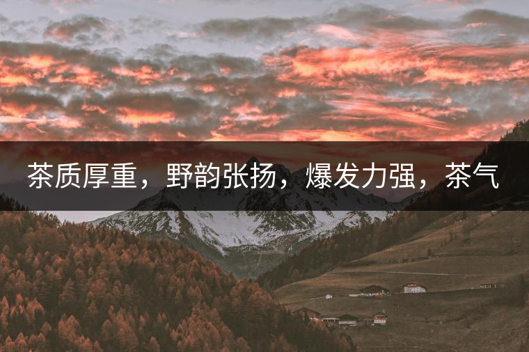 茶質(zhì)厚重，野韻張揚(yáng)，爆發(fā)力強(qiáng)，茶氣十足