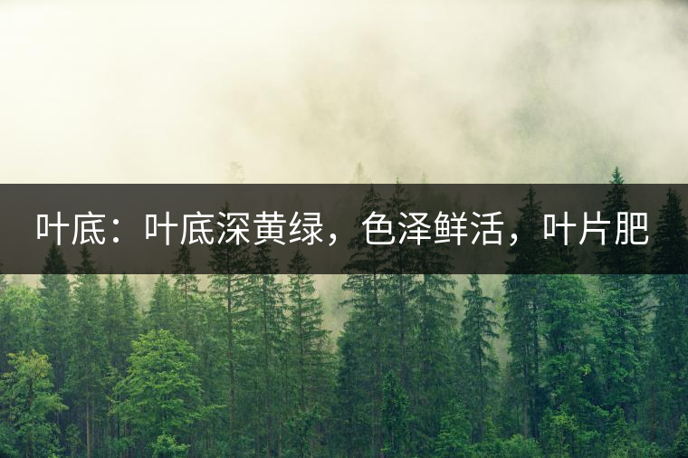 葉底：葉底深黃綠，色澤鮮活，葉片肥厚，梗莖肥壯，而且非常柔韌。