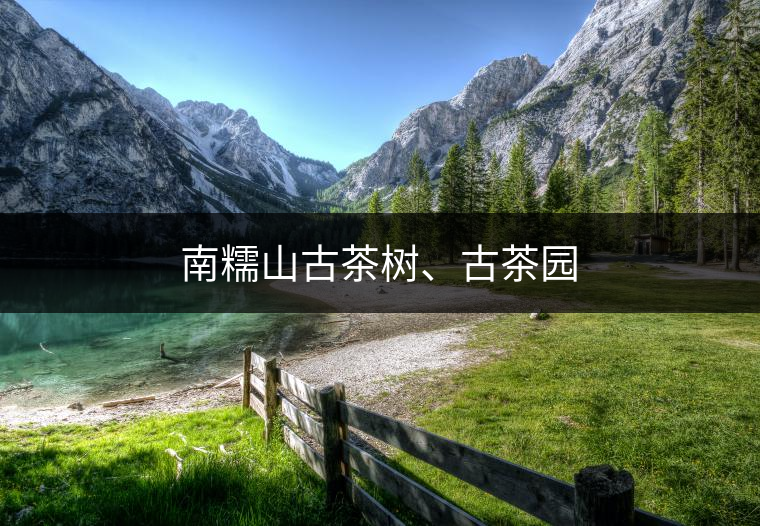 南糯山古茶樹、古茶園