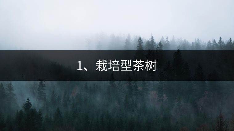 1、栽培型茶樹
