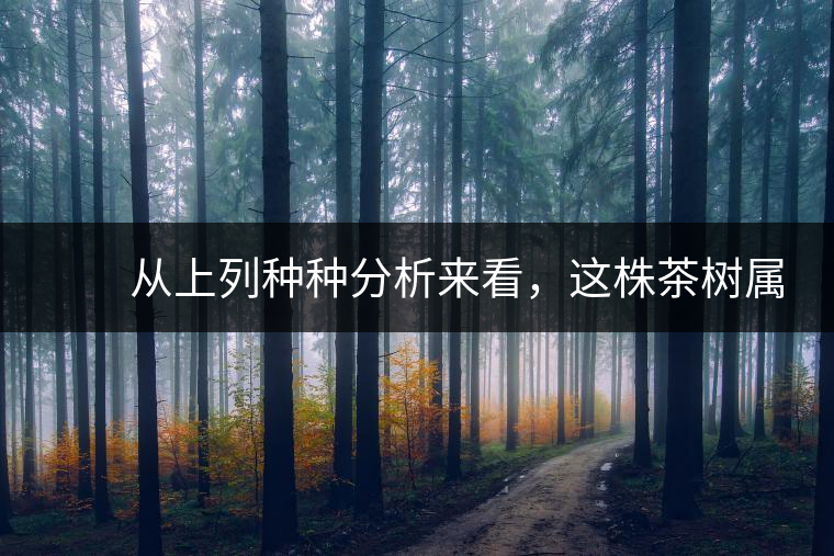 　　從上列種種分析來看，這株茶樹屬野生類型應無疑問。