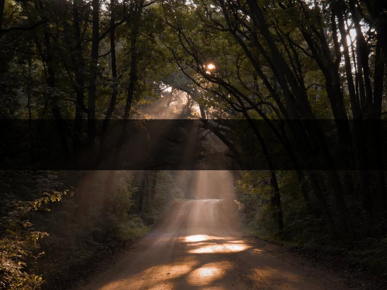 老曼峨苦茶特點