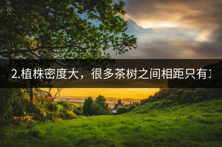 2.植株密度大，很多茶樹之間相距只有1-2米。