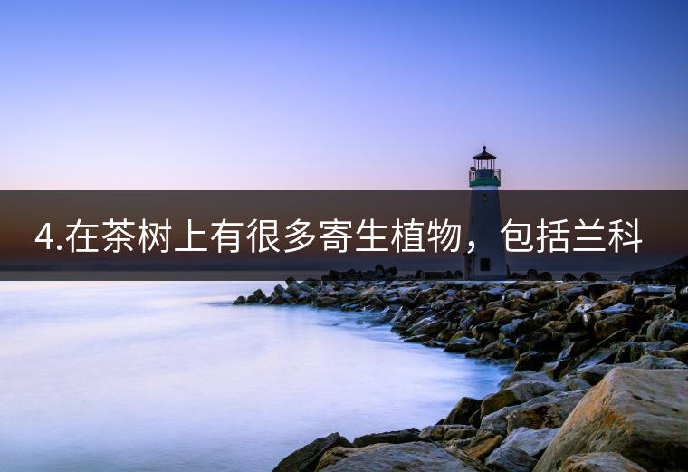 4.在茶樹上有很多寄生植物，包括蘭科植物，還有螃蟹腳。