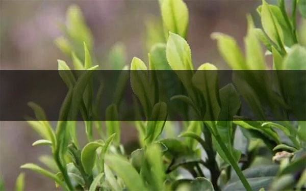 什么是雨前茶？雨前茶有何特點？