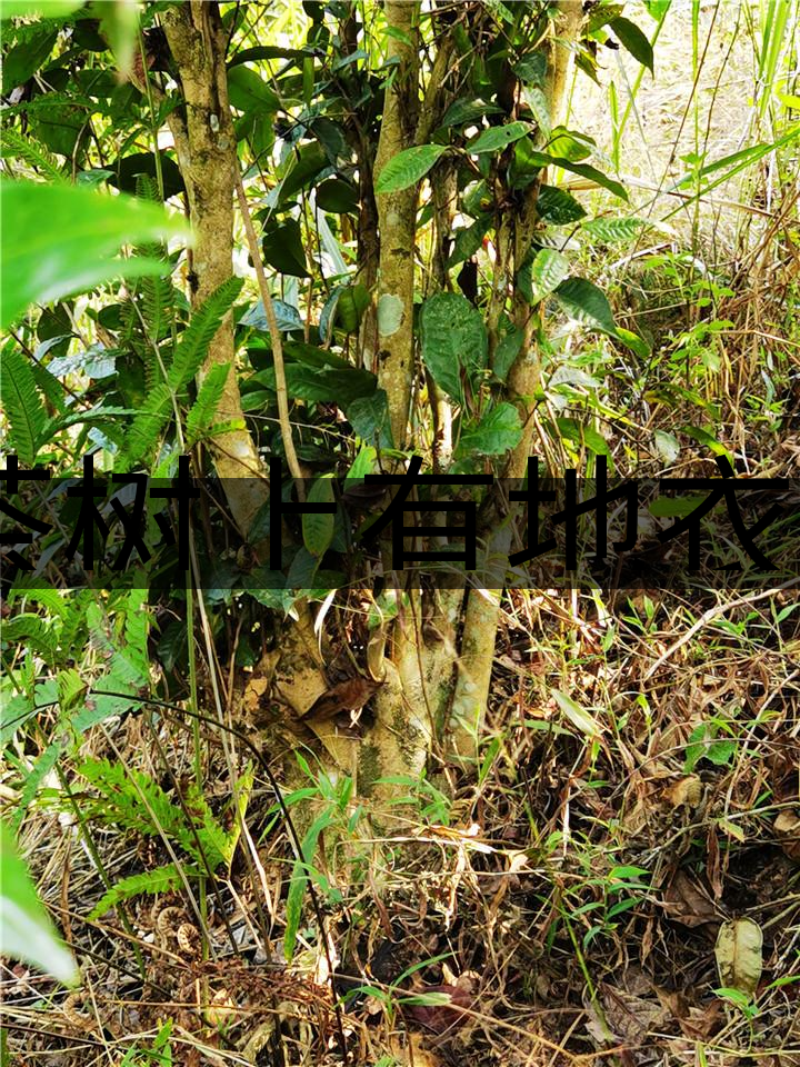 茶樹(shù)上有地衣或苔蘚是不是有害的？