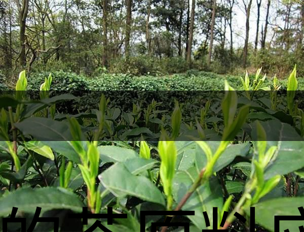 好的茶原料應(yīng)具備的幾個必要條件？