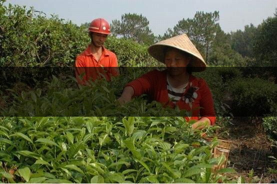 云南省德宏州瑞麗市茶業(yè)概況簡述(上篇) 云南省德宏州瑞麗市茶業(yè)概況簡述(上篇)