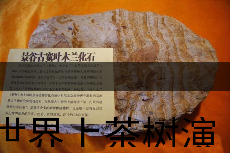 世界上茶樹演化的始祖是不是寬葉木蘭化石？