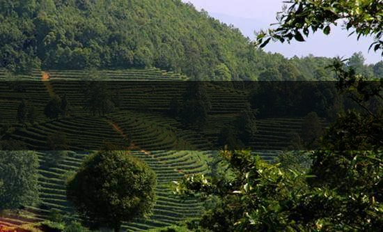 云南峨山高香萬(wàn)畝生態(tài)茶業(yè)有限責(zé)任公司-1